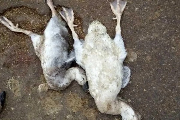 鹅软脚病的发生原因，环境潮湿、营养不全面等因素都会引起