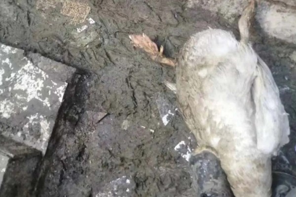 鹅软脚病的发生原因，环境潮湿、营养不全面等因素都会引起