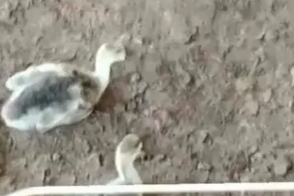 鹅软脚病的发生原因，环境潮湿、营养不全面等因素都会引起