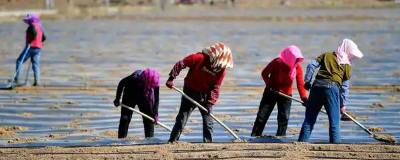 农村3月份做什么农活，可以翻地、除草等