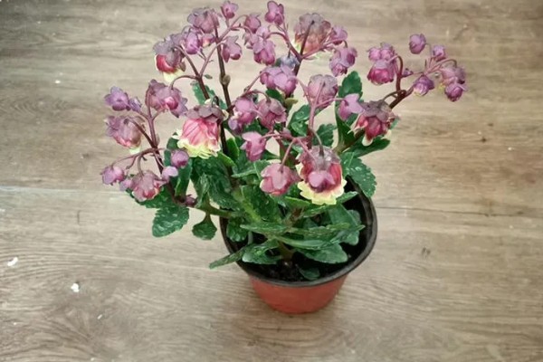 宫灯长寿花的风水寓意，寓意大吉大利、长命百岁等