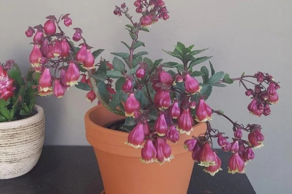 宫灯长寿花的风水寓意，寓意大吉大利、长命百岁等