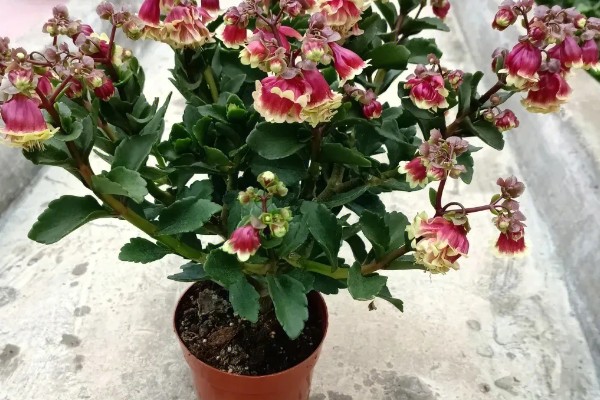 宫灯长寿花的风水寓意，寓意大吉大利、长命百岁等