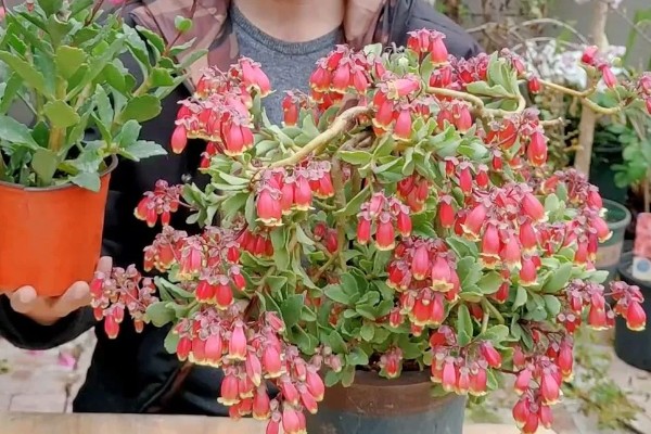 宫灯长寿花的风水寓意，寓意大吉大利、长命百岁等