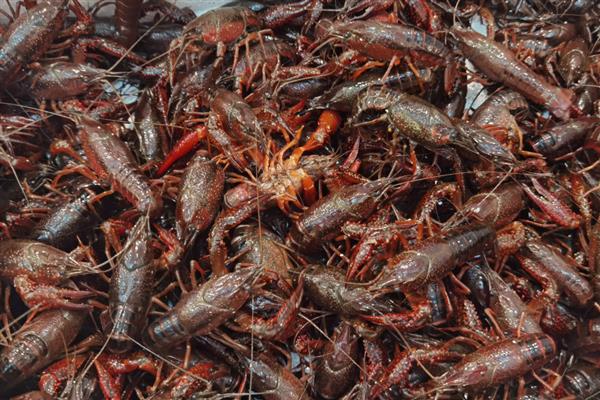 挑选优质小龙虾的方法,青色龙虾的肉质更鲜嫩