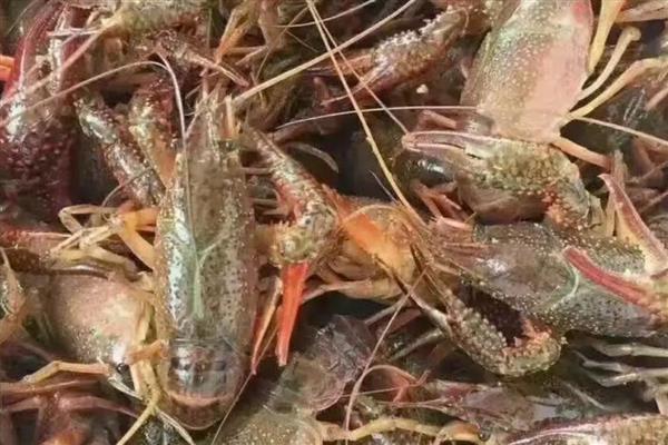挑选优质小龙虾的方法,青色龙虾的肉质更鲜嫩