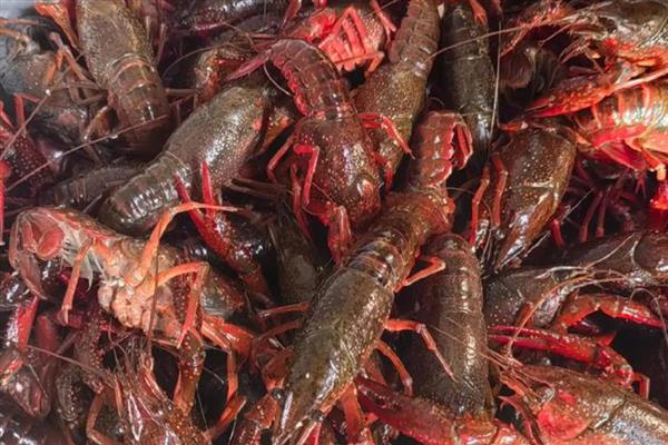 挑选优质小龙虾的方法,青色龙虾的肉质更鲜嫩