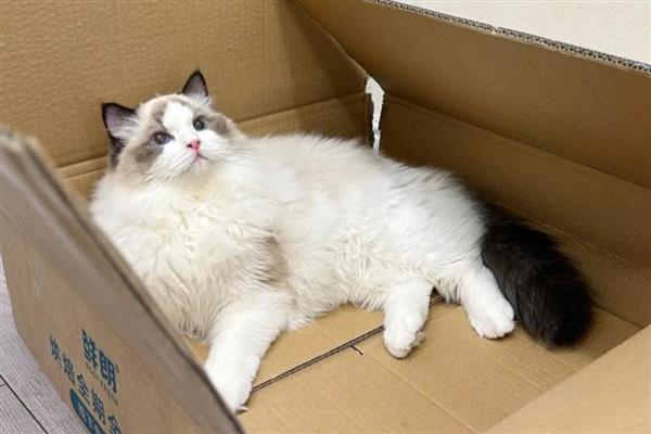 为什么猫对纸箱那么的着迷，可以给予它安全感