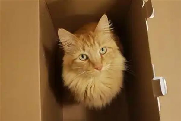 为什么猫对纸箱那么的着迷，可以给予它安全感