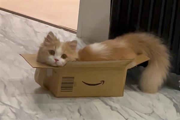 为什么猫对纸箱那么的着迷，可以给予它安全感
