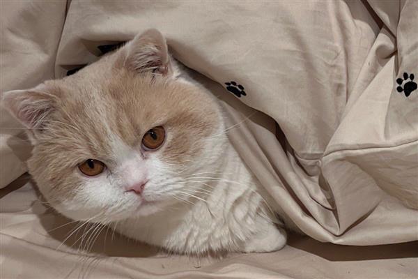 为什么猫对纸箱那么的着迷，可以给予它安全感