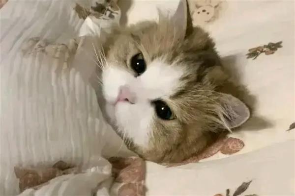 为什么猫对纸箱那么的着迷，可以给予它安全感