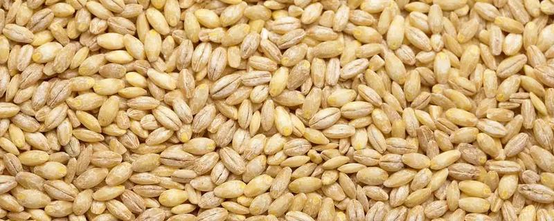 哪些食物可代替小麦，稻米、玉米等品种均可作为替代品