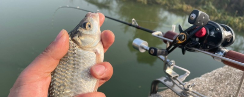 筏钓鲫鱼用什么鱼竿，最好用的是筏竿