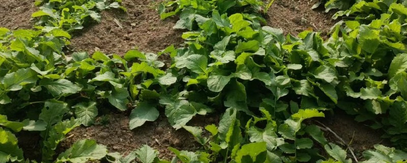 油菜苗期管理方法，主要防治草害、蚜虫、菜青虫等