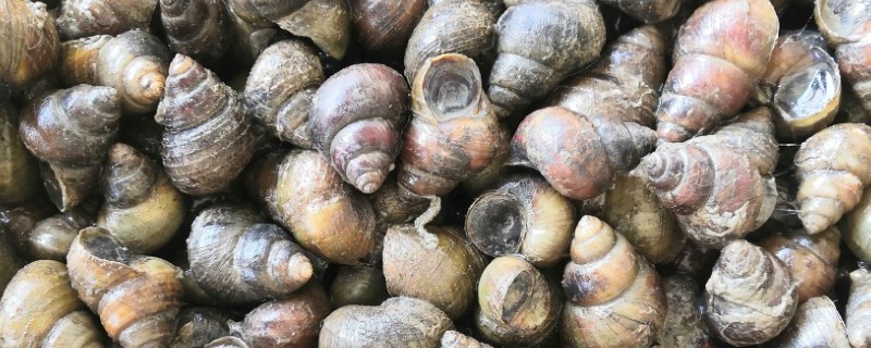 淡水螺可以养吗，可以在淡水中的养