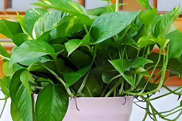 绿萝是什么，是天南星科麒麟叶属的植株