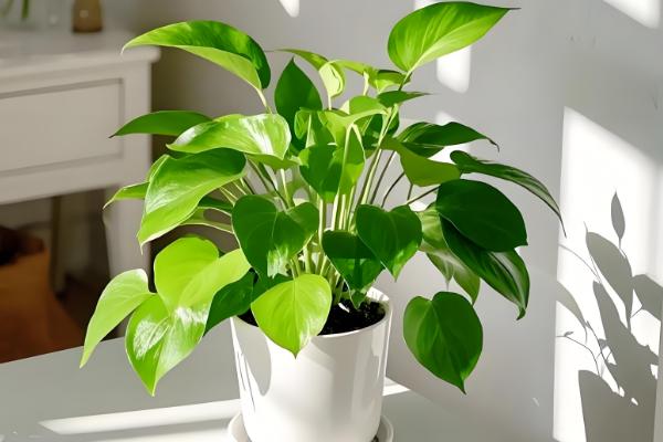 绿萝是什么，是天南星科麒麟叶属的植株