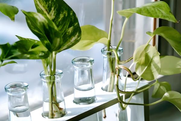 绿萝是什么，是天南星科麒麟叶属的植株