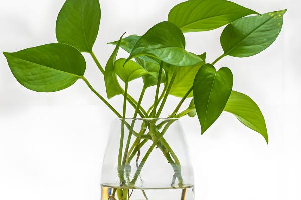 绿萝是什么，是天南星科麒麟叶属的植株