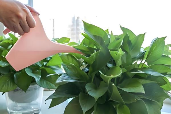 绿萝是什么，是天南星科麒麟叶属的植株