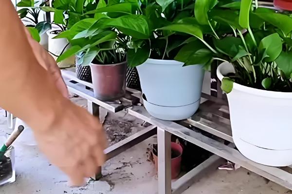 绿萝是什么，是天南星科麒麟叶属的植株