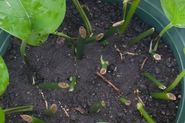 绿萝是什么，是天南星科麒麟叶属的植株