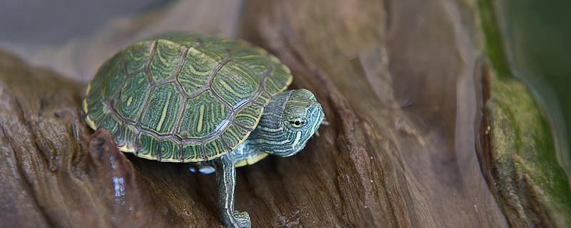 巴西龟是什么样的，身体是椭圆形的