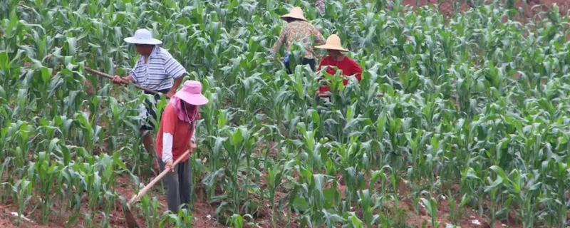 高粱施肥注意事项，施肥后要培土