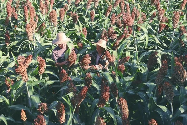 高粱是小米吗，二者是不同的作物