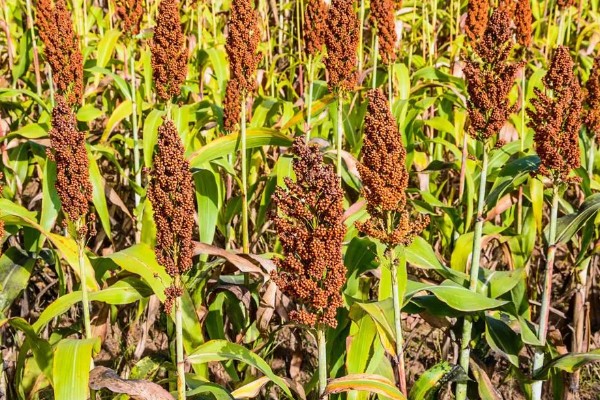 高粱是小米吗，二者是不同的作物