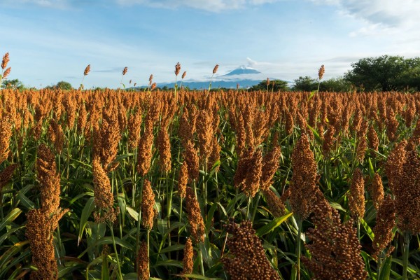 高粱是小米吗，二者是不同的作物