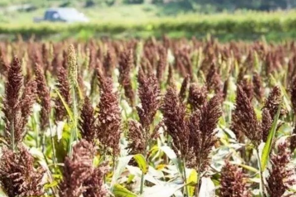 高粱是小米吗，二者是不同的作物