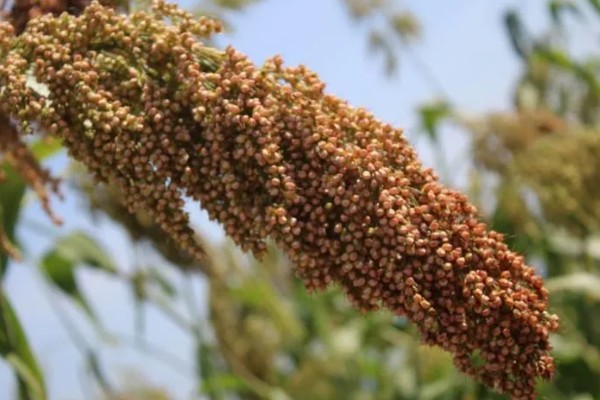 高粱是小米吗，二者是不同的作物