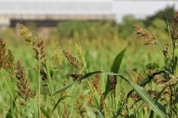高粱是小米吗，二者是不同的作物