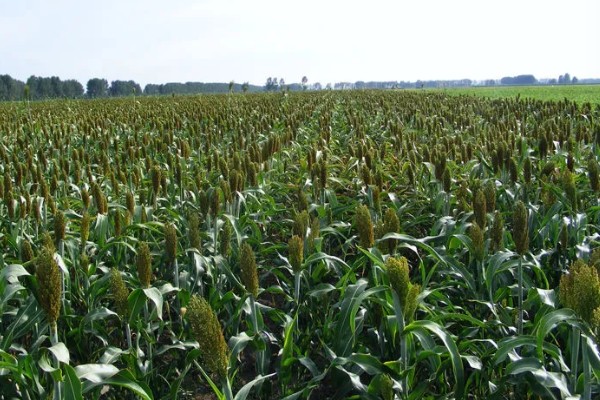 高粱是小米吗，二者是不同的作物