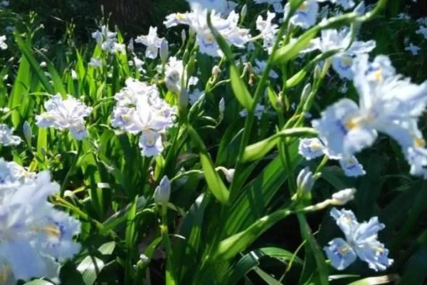 扁竹莲花如何养殖，夏季要及时做好喷水降温通风工作