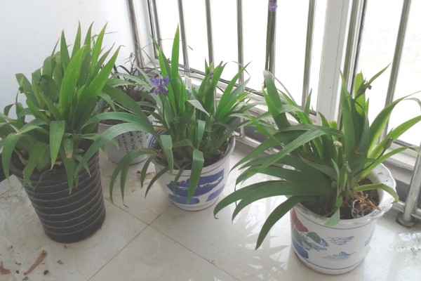 扁竹莲花如何养殖，夏季要及时做好喷水降温通风工作