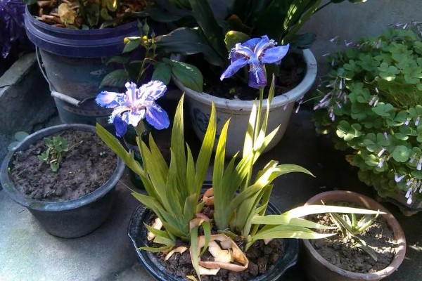 扁竹莲花如何养殖，夏季要及时做好喷水降温通风工作