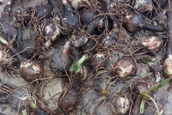 扁竹莲花如何养殖，夏季要及时做好喷水降温通风工作