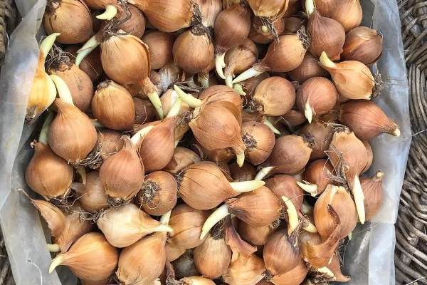 扁竹莲花如何养殖，夏季要及时做好喷水降温通风工作