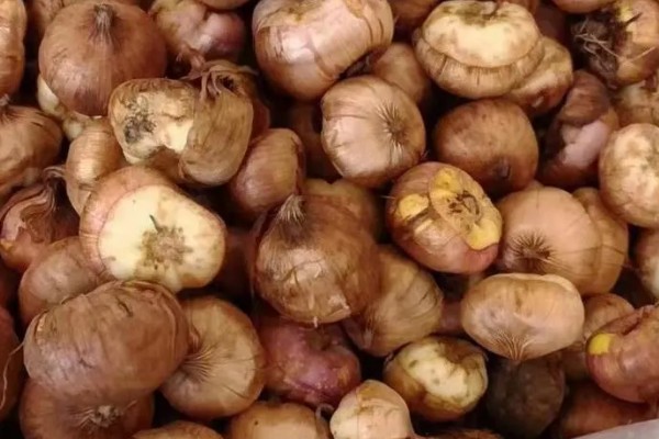 扁竹莲花如何养殖，夏季要及时做好喷水降温通风工作