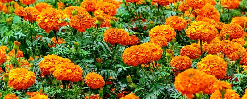 万寿菊的颜色，常见橙色、黄色、金色这3种
