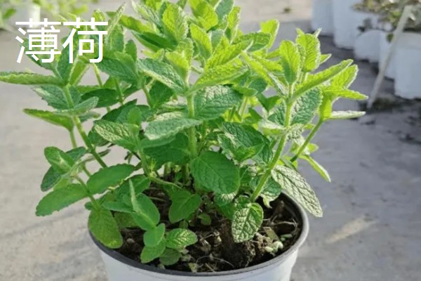 薄荷和碰碰香哪个驱蚊效果好，薄荷的驱蚊效果好