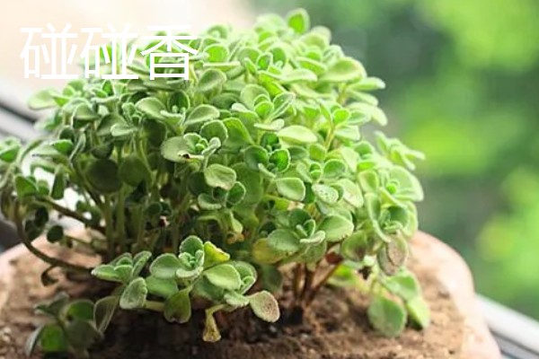 薄荷和碰碰香哪个驱蚊效果好，薄荷的驱蚊效果好