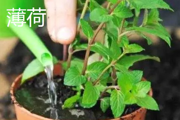 薄荷和碰碰香哪个驱蚊效果好，薄荷的驱蚊效果好