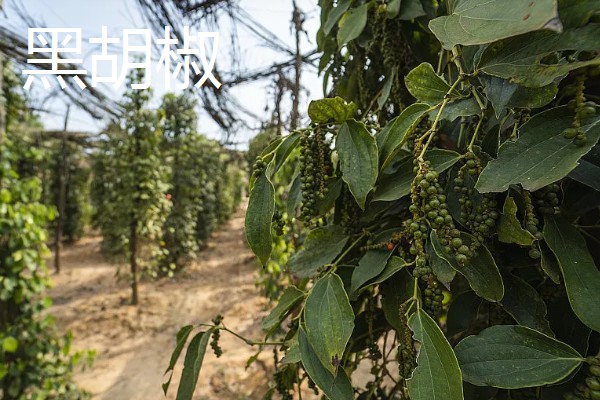 胡椒怎么加工，黑胡椒与白胡椒的加工方式不同