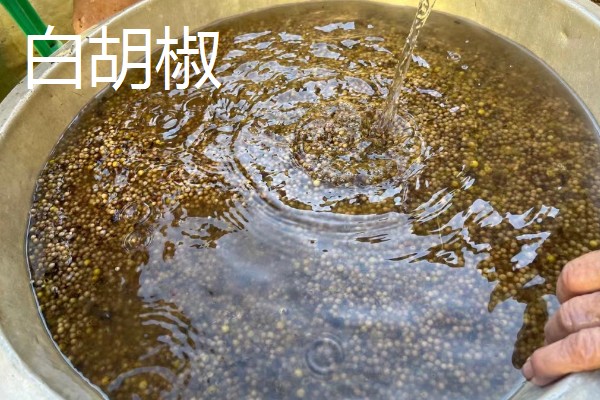 胡椒怎么加工，黑胡椒与白胡椒的加工方式不同