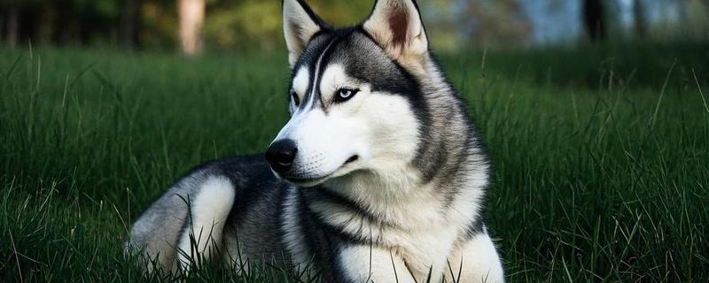 哈士奇的饲养方法，在早晨或傍晚喂食