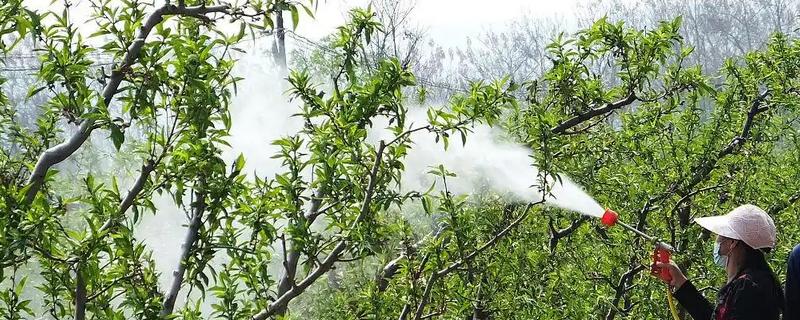 六月份桃树打什么药，要打乐斯本乳油、石硫合剂等